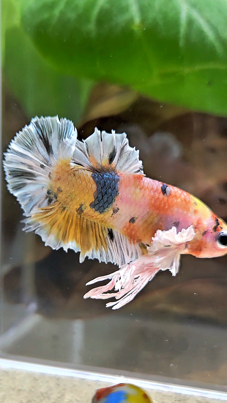 KING PLAKAT BIG EAR YELLOW COPPER MULTICOLOR BETTA FISH