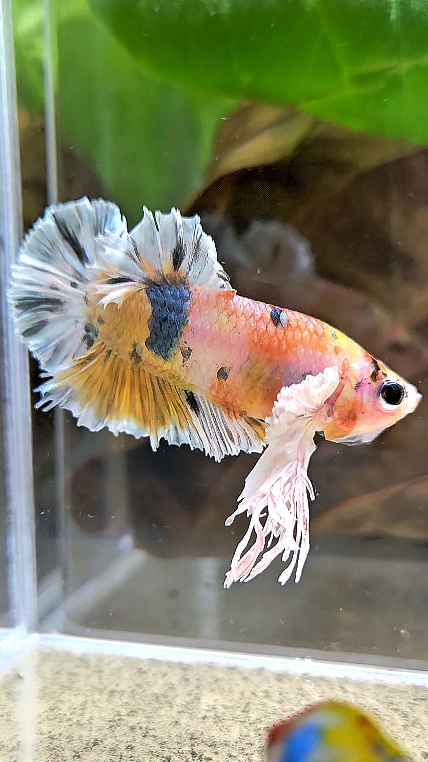 KING PLAKAT BIG EAR YELLOW COPPER MULTICOLOR BETTA FISH