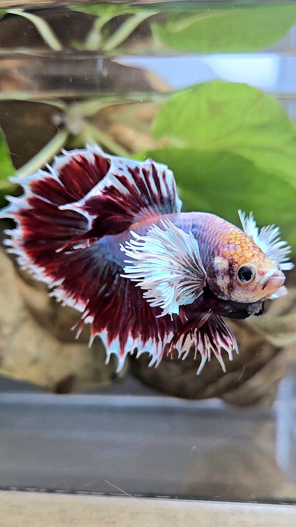 HALFSUN DUMBO EAR MAGENTA BETTA FISH