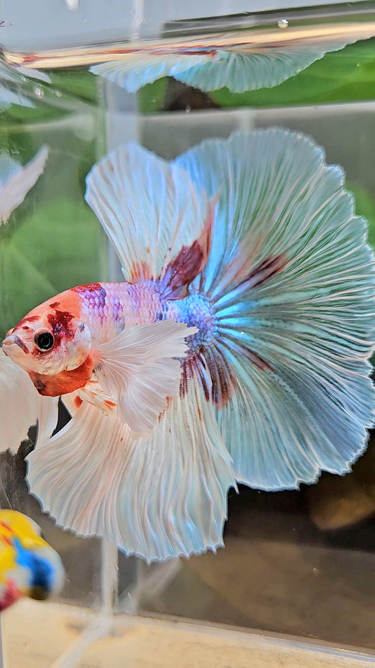 LUXURY XL HALFMOON DUMBO EAR OVERTAIL WHITE CANDY MULTICOLOR BETTA FISH