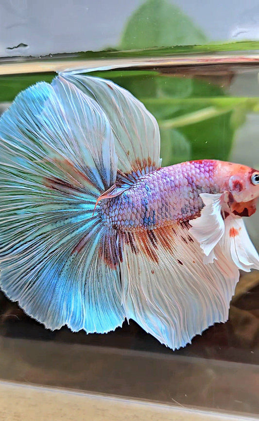 LUXURY XL HALFMOON DUMBO EAR OVERTAIL WHITE CANDY MULTICOLOR BETTA FISH