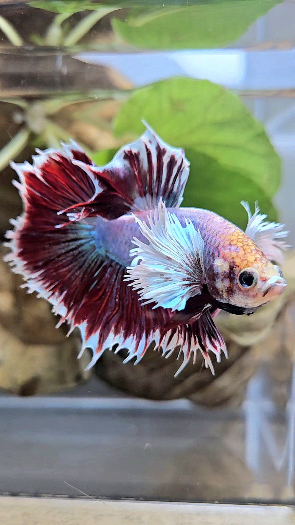 HALFSUN DUMBO EAR MAGENTA BETTA FISH