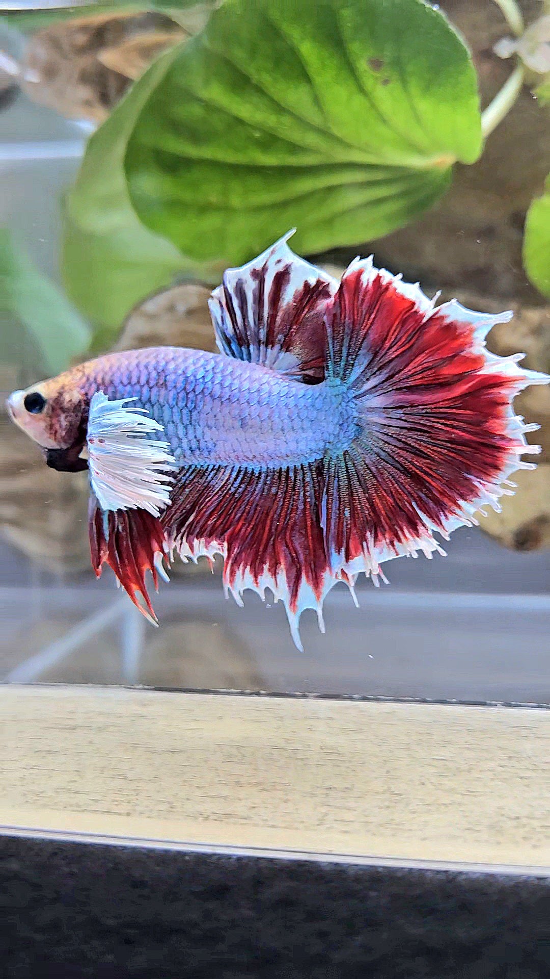 HALFSUN DUMBO EAR MAGENTA BETTA FISH