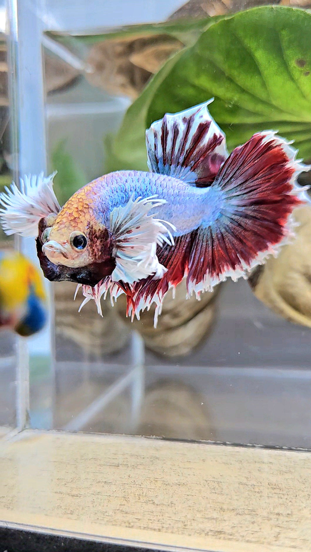 HALFSUN DUMBO EAR MAGENTA BETTA FISH