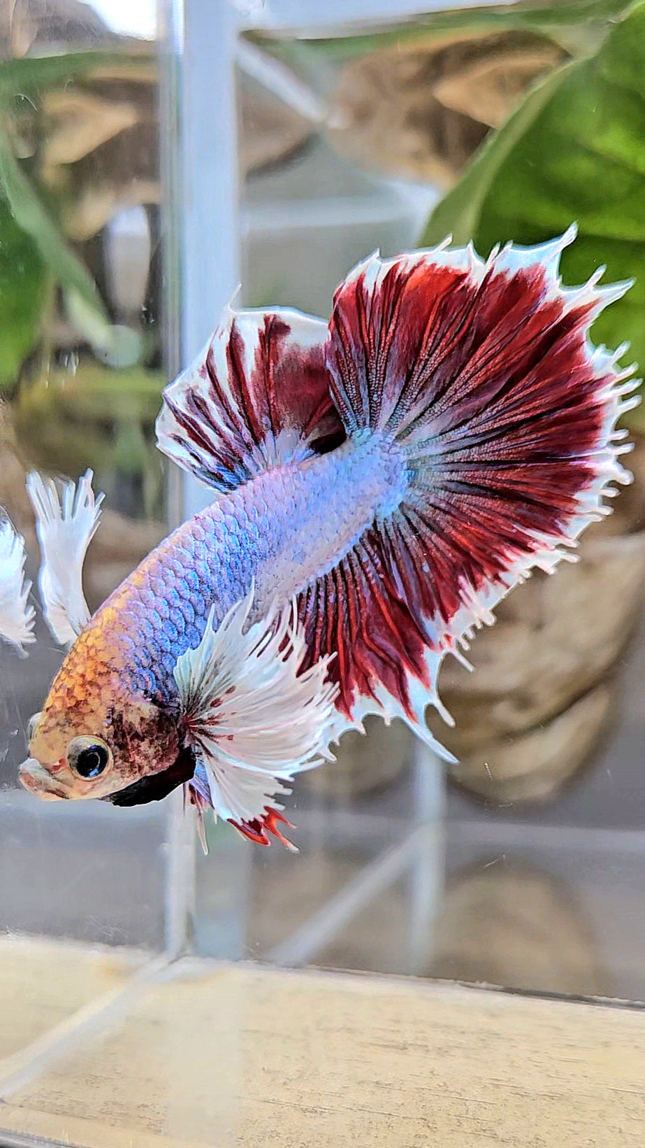 HALFSUN DUMBO EAR MAGENTA BETTA FISH