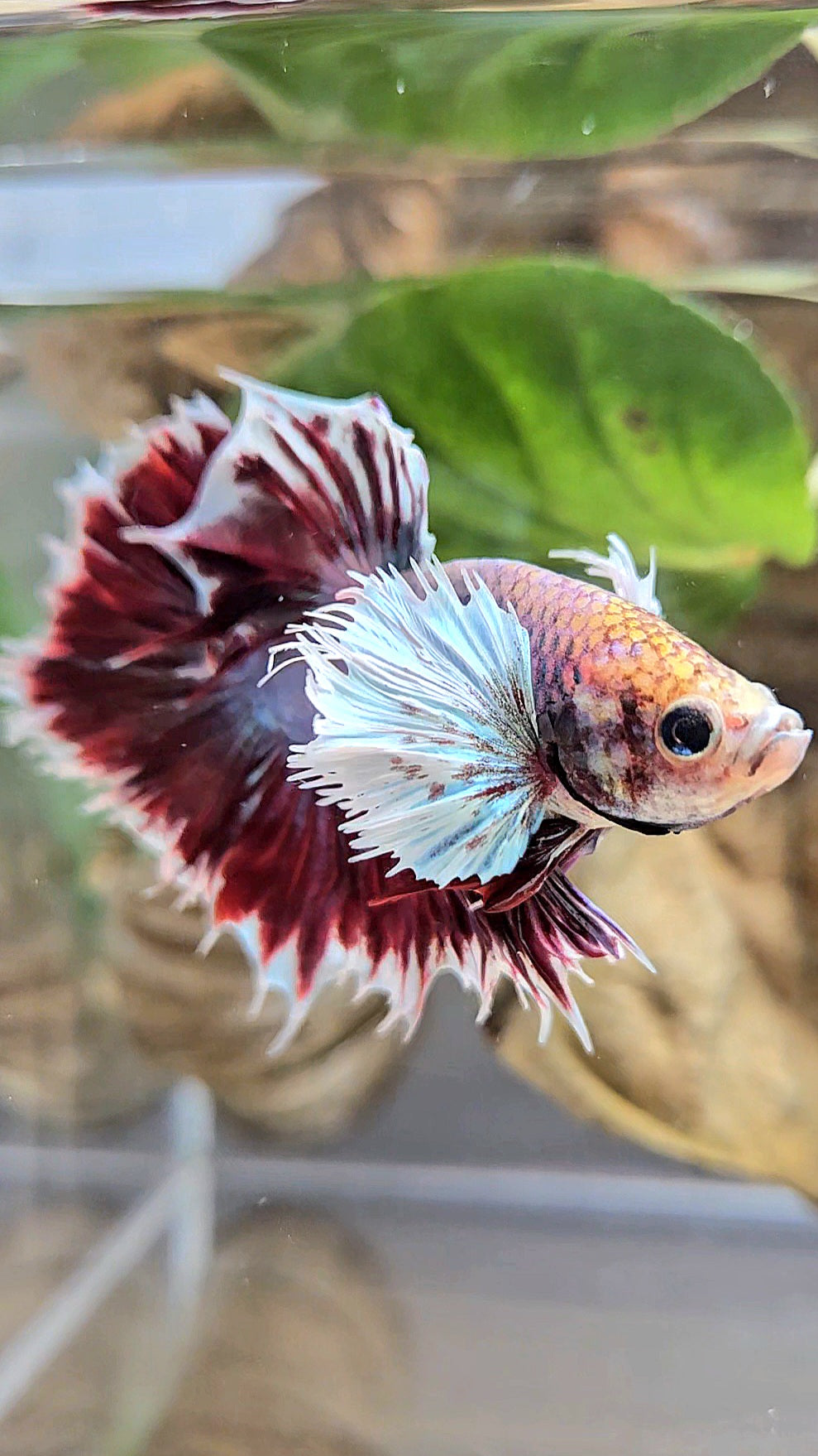 HALFSUN DUMBO EAR MAGENTA BETTA FISH