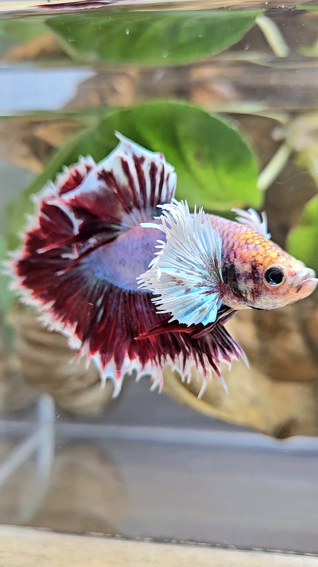 HALFSUN DUMBO EAR MAGENTA BETTA FISH