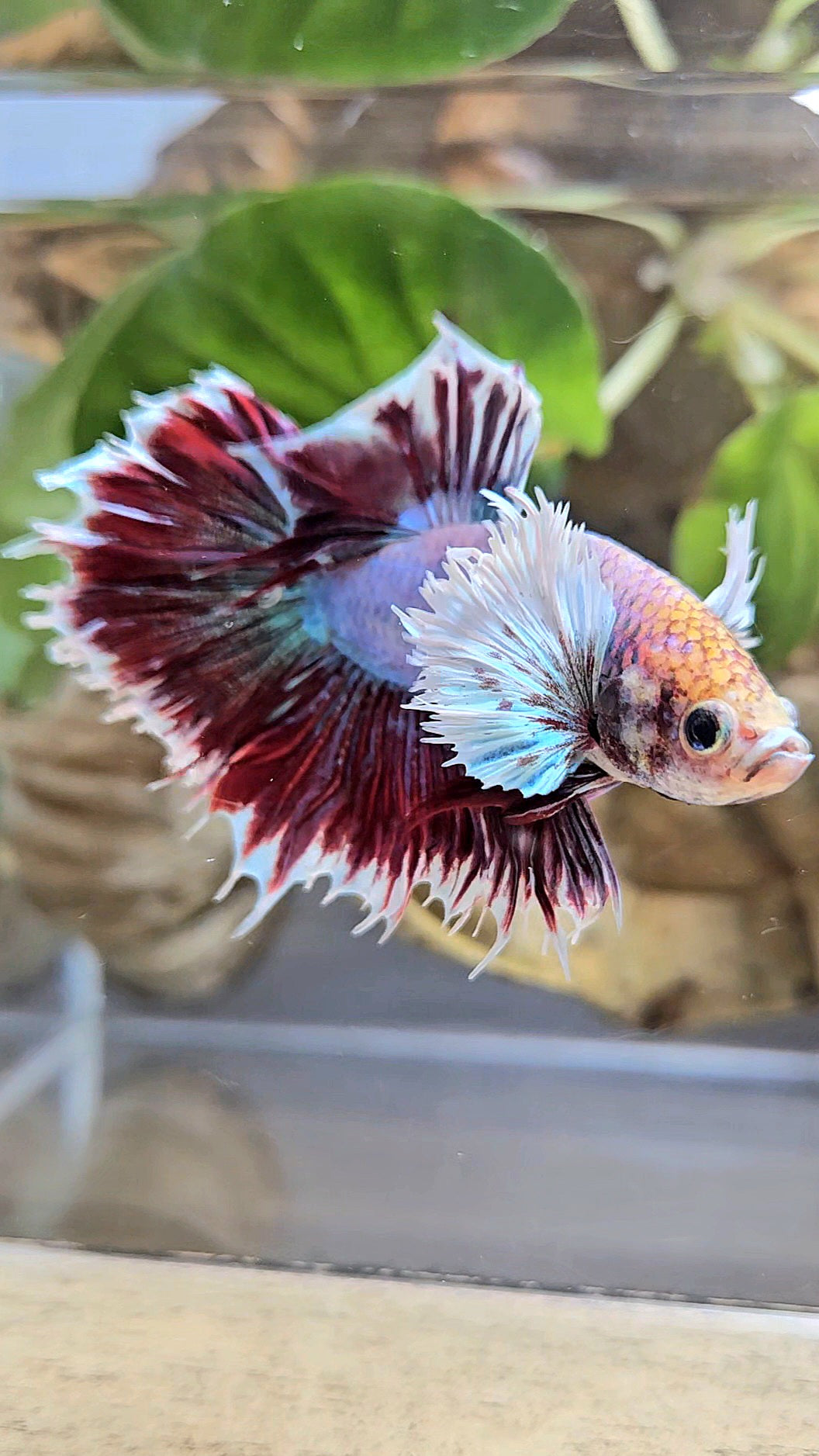 HALFSUN DUMBO EAR MAGENTA BETTA FISH