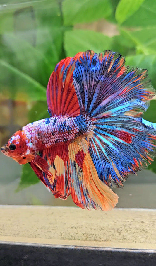 HALFMOON ROSETAIL RAINBOW FANCY MULTICOLOR BETTA FISH
