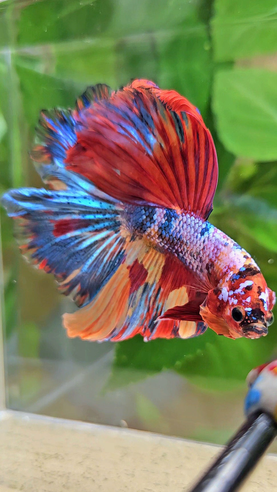 HALFMOON ROSETAIL RAINBOW FANCY MULTICOLOR BETTA FISH