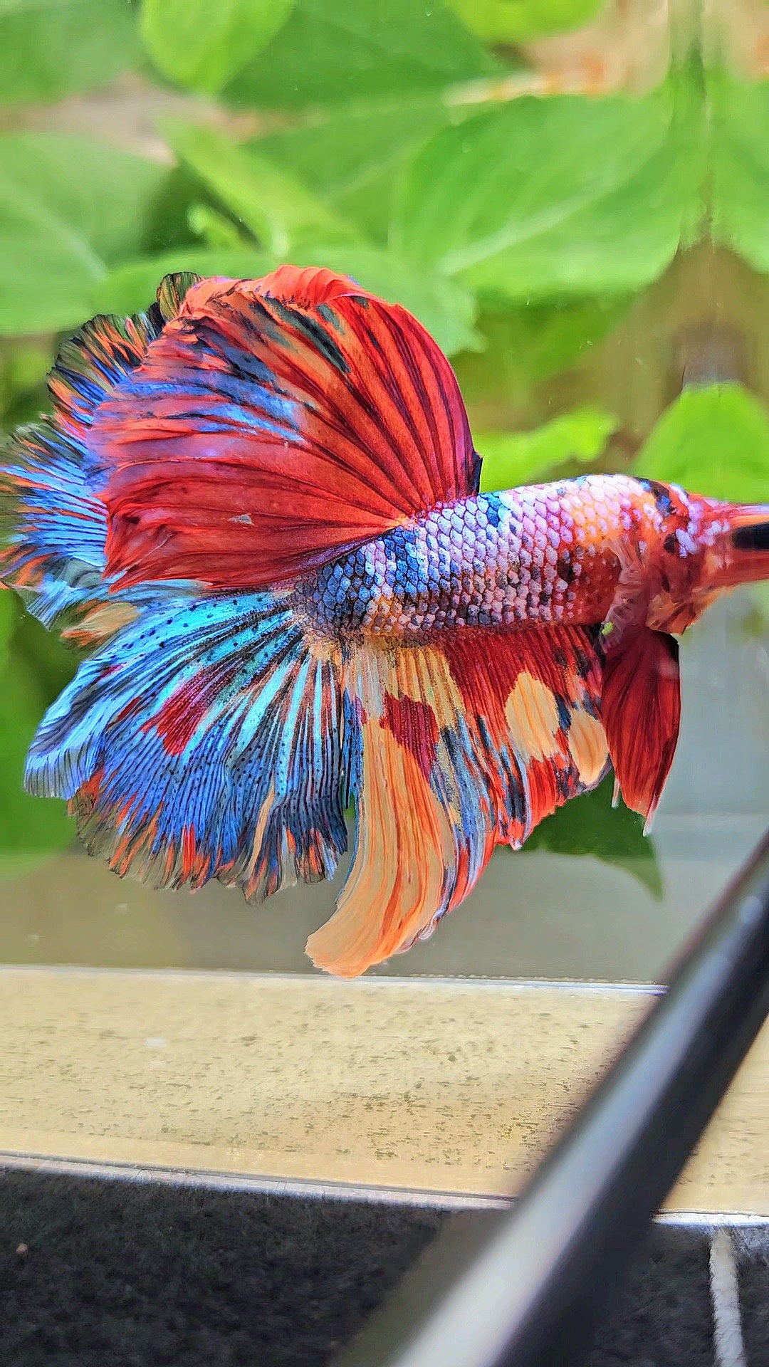HALFMOON ROSETAIL RAINBOW FANCY MULTICOLOR BETTA FISH
