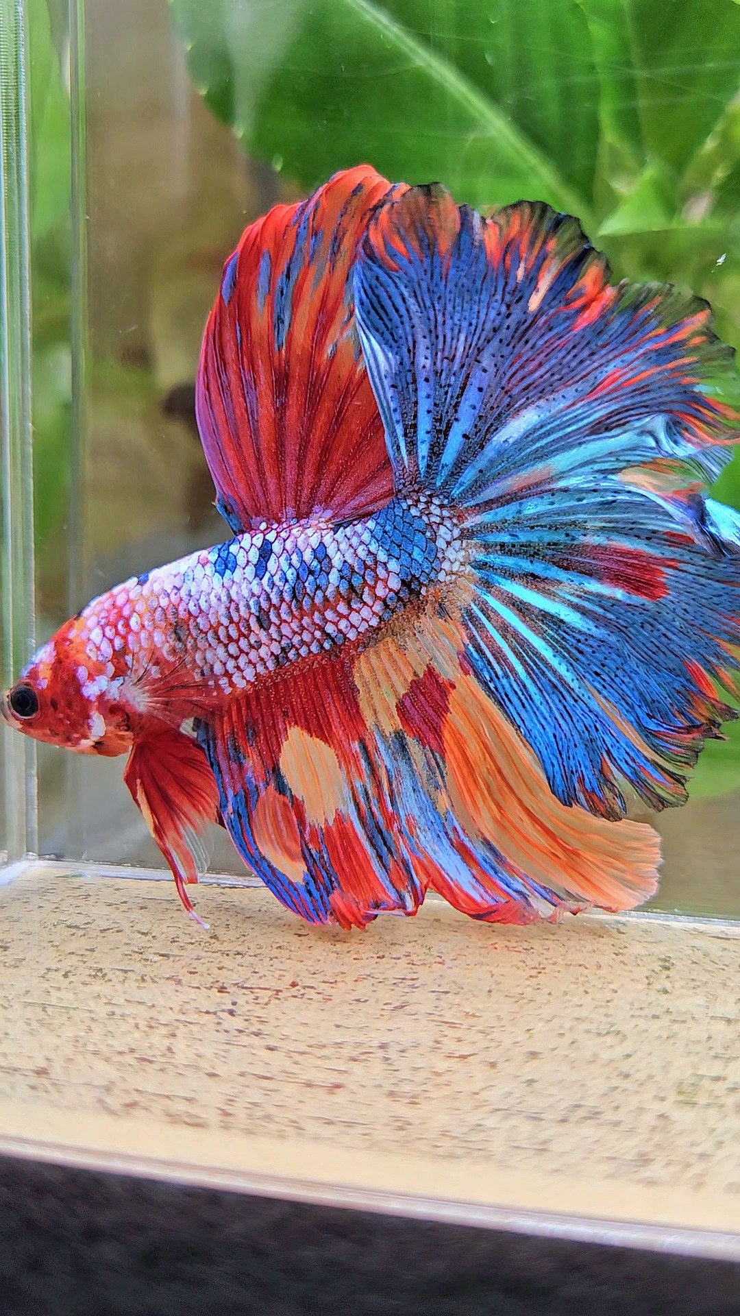 HALFMOON ROSETAIL RAINBOW FANCY MULTICOLOR BETTA FISH