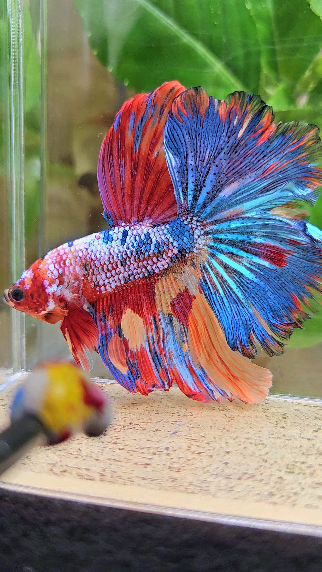 HALFMOON ROSETAIL RAINBOW FANCY MULTICOLOR BETTA FISH