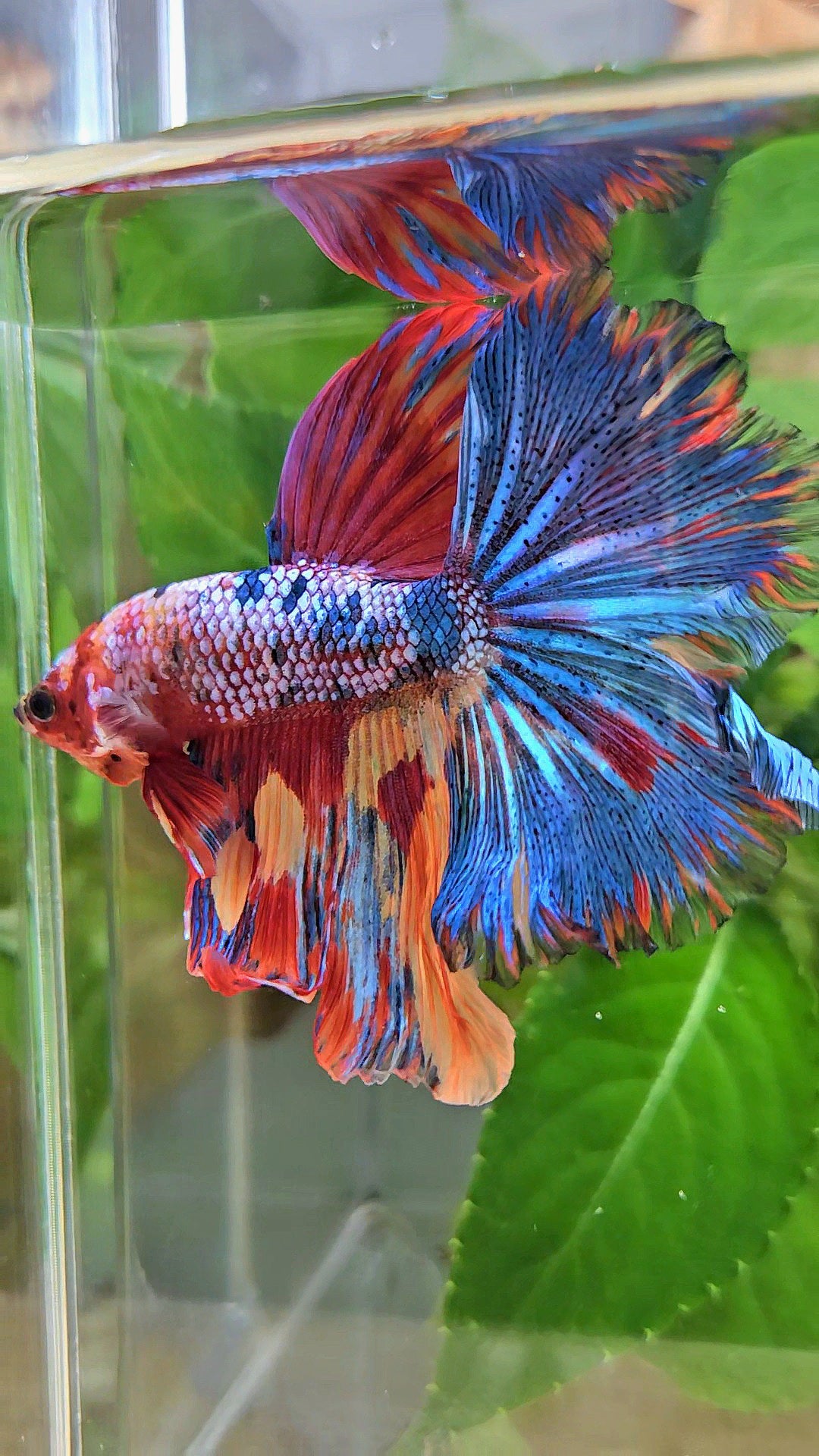 HALFMOON ROSETAIL RAINBOW FANCY MULTICOLOR BETTA FISH