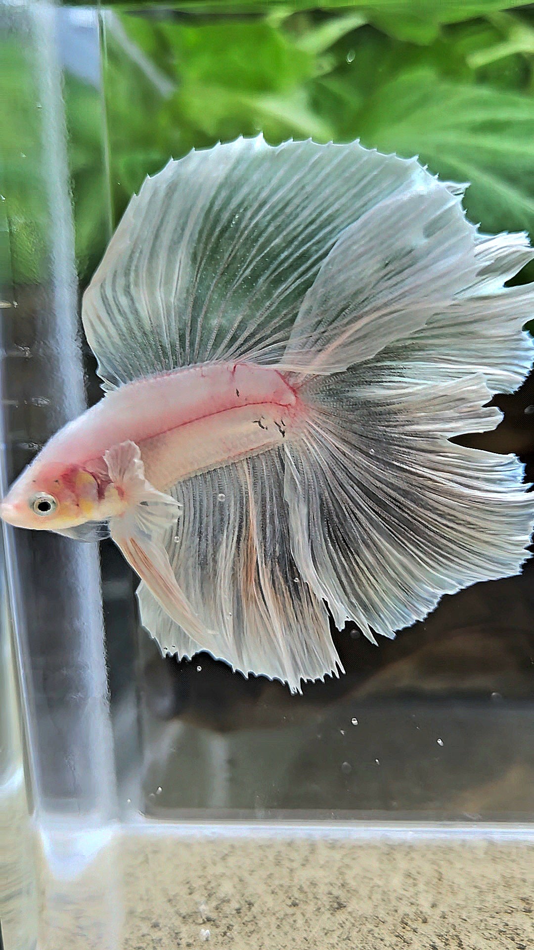 HALFMOON DOUBLE TAIL BIG EAR WHITE BETTA FISH