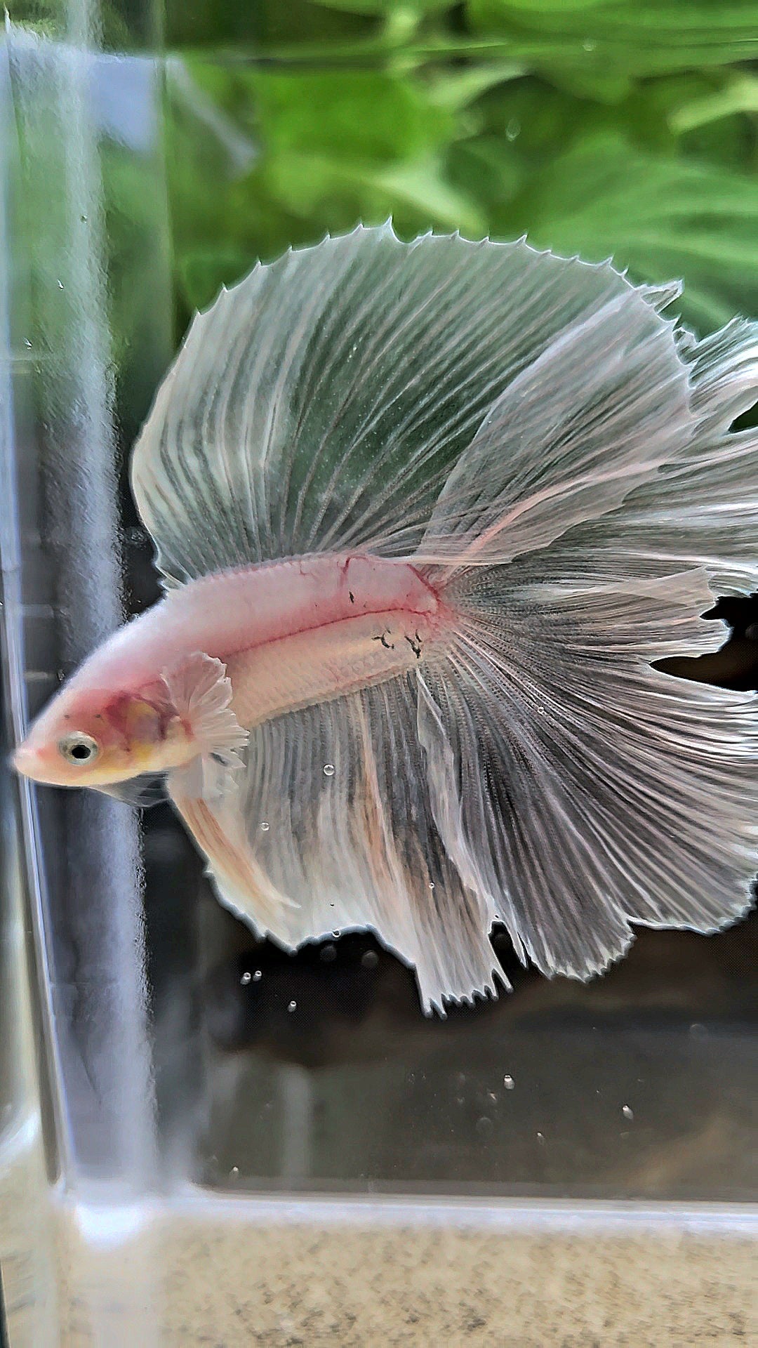 HALFMOON DOUBLE TAIL BIG EAR WHITE BETTA FISH