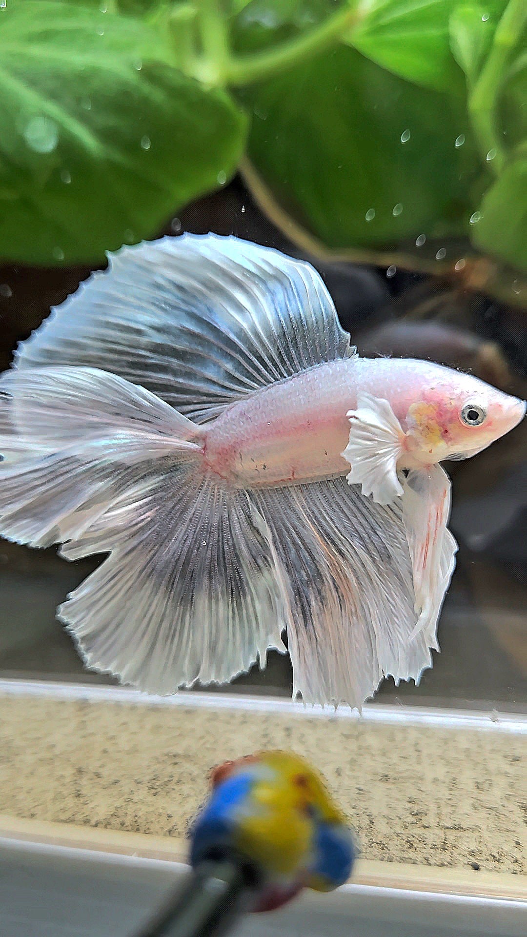 HALFMOON DOUBLE TAIL BIG EAR WHITE BETTA FISH