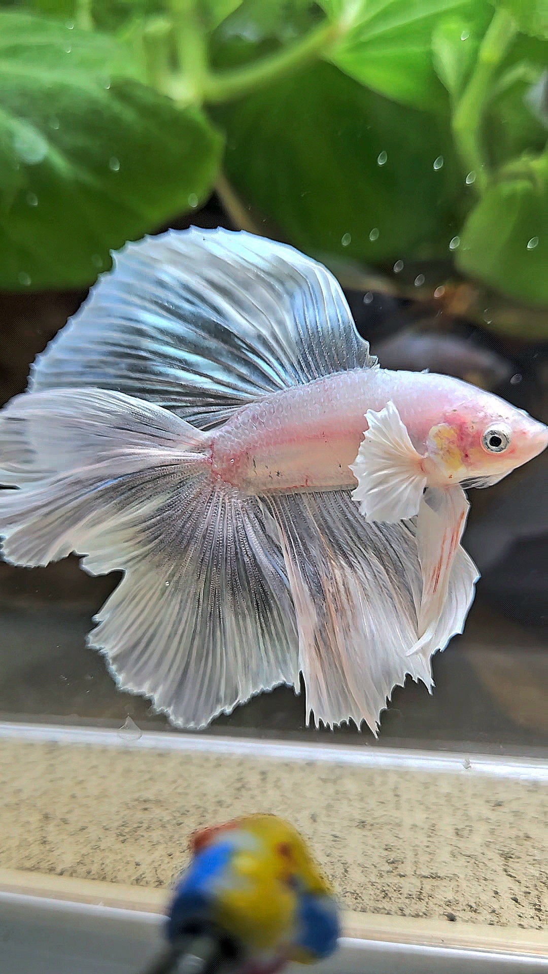 HALFMOON DOUBLE TAIL BIG EAR WHITE BETTA FISH
