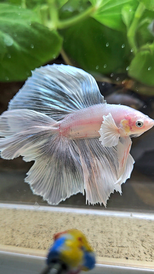 HALFMOON DOUBLE TAIL BIG EAR WHITE BETTA FISH
