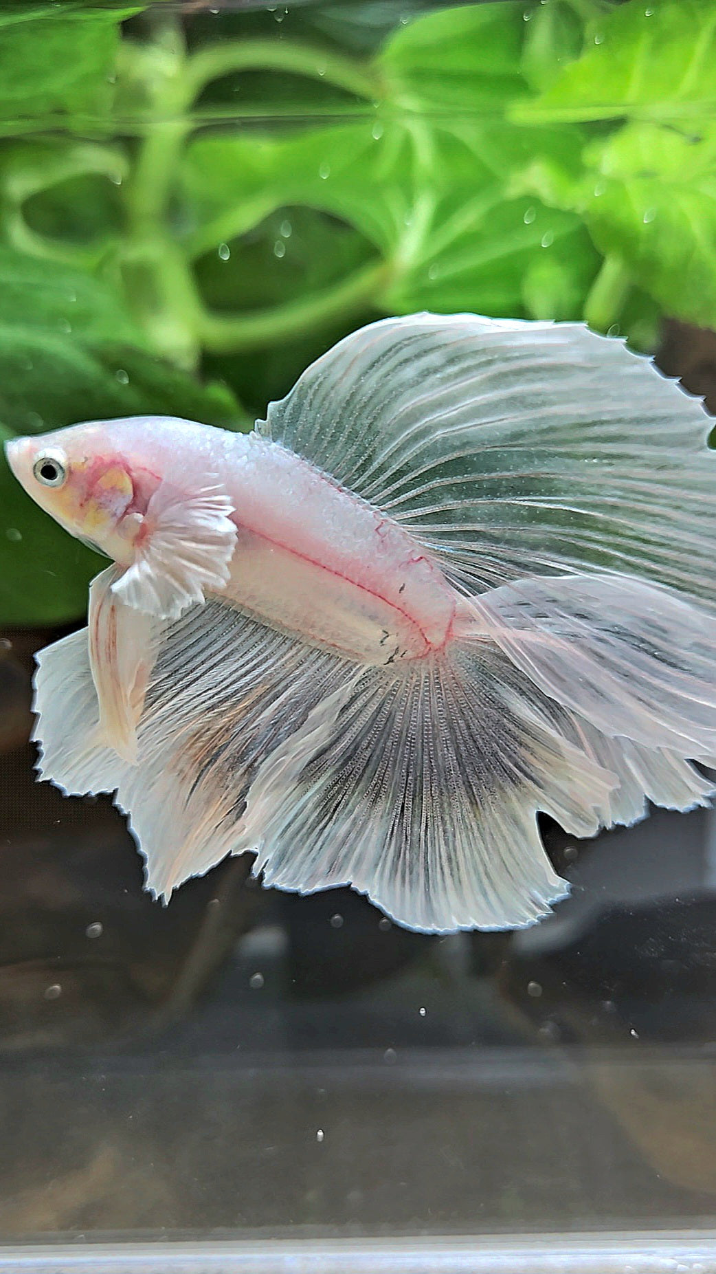 HALFMOON DOUBLE TAIL BIG EAR WHITE BETTA FISH