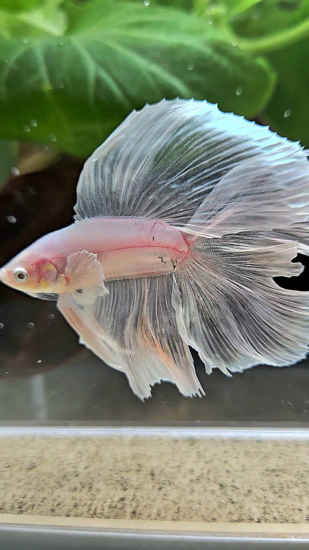 HALFMOON DOUBLE TAIL BIG EAR WHITE BETTA FISH