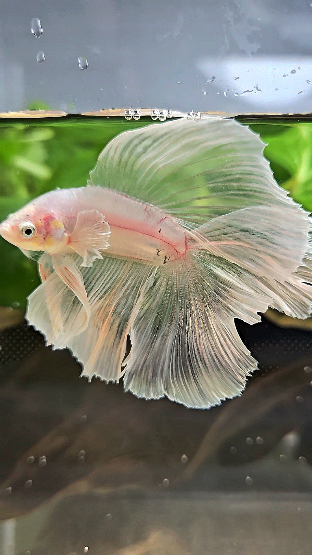 HALFMOON DOUBLE TAIL BIG EAR WHITE BETTA FISH