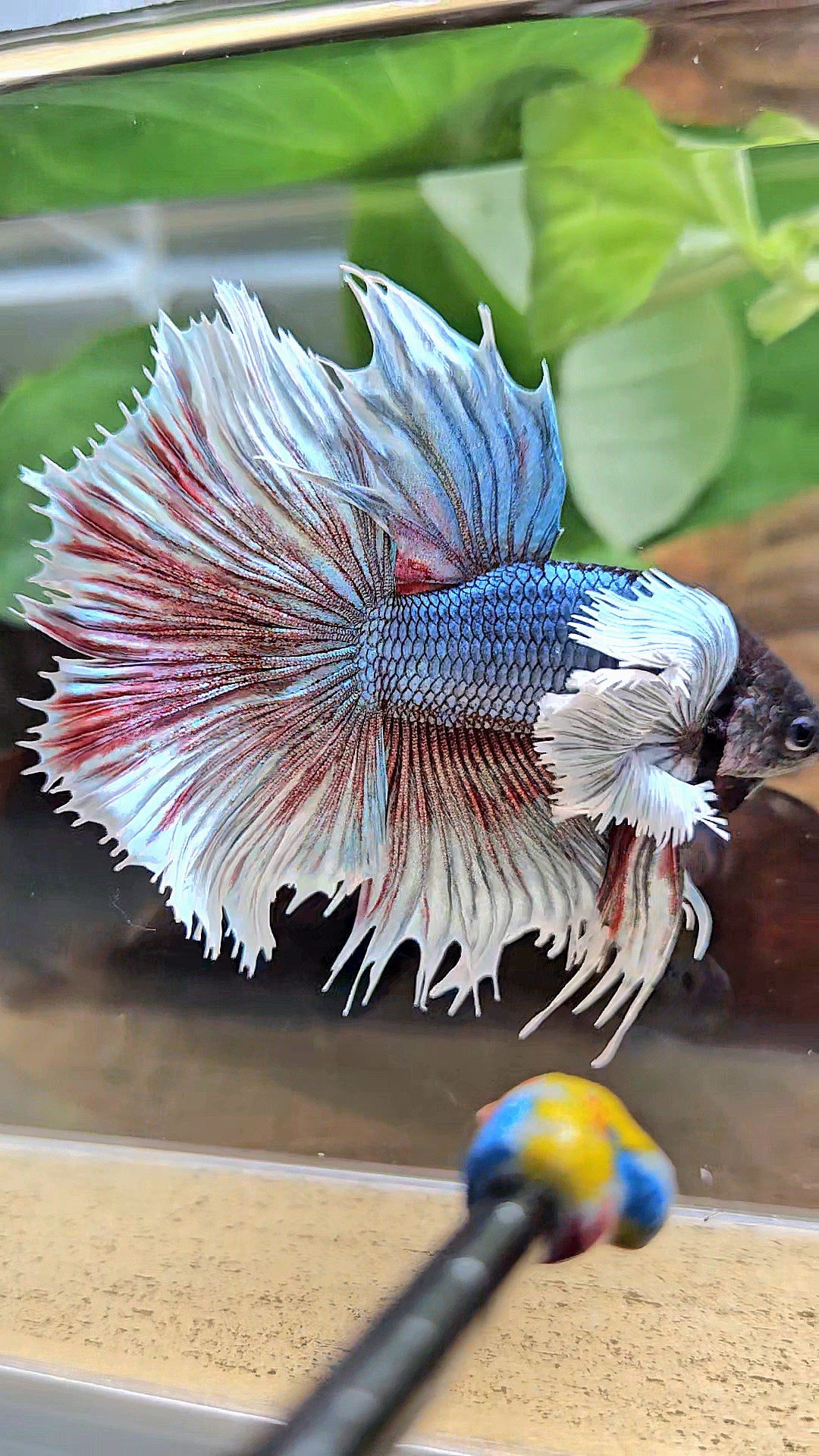 XL HALFSUN SUPER DUMBO EAR DARK BLUE WHITE BETTA FISH