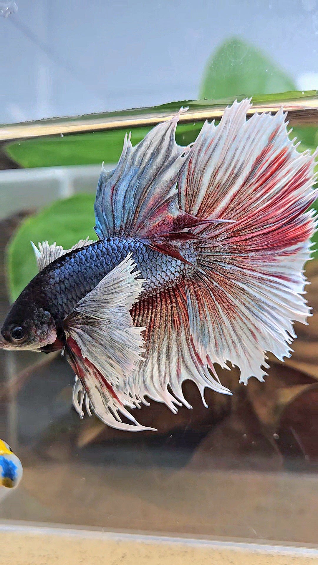 XL HALFSUN SUPER DUMBO EAR DARK BLUE WHITE BETTA FISH