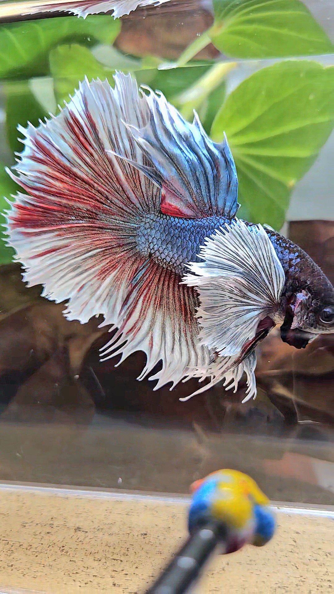 XL HALFSUN SUPER DUMBO EAR DARK BLUE WHITE BETTA FISH