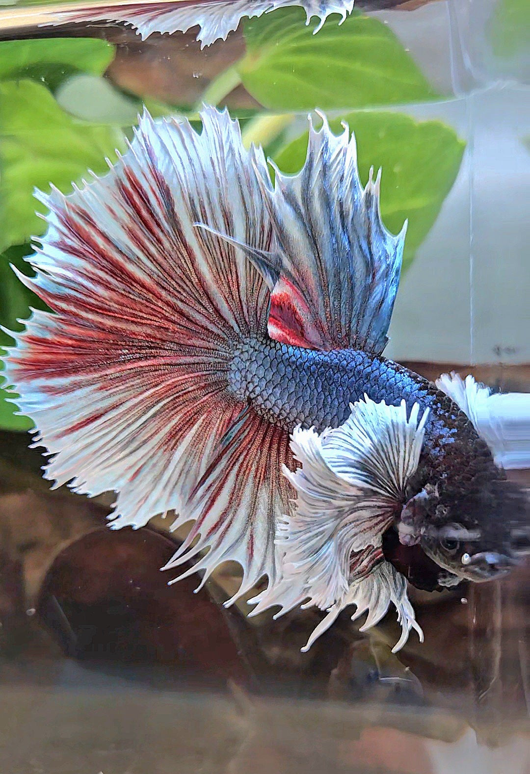 XL HALFSUN SUPER DUMBO EAR DARK BLUE WHITE BETTA FISH
