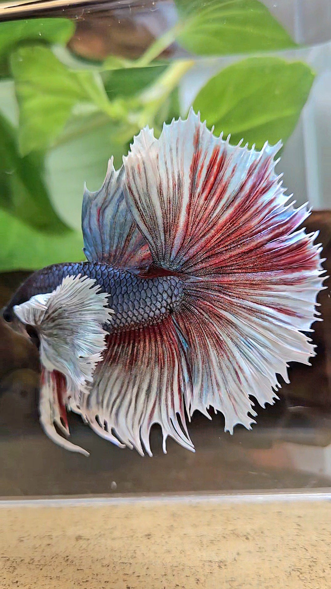 XL HALFSUN SUPER DUMBO EAR DARK BLUE WHITE BETTA FISH