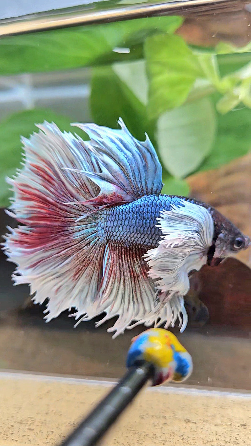 XL HALFSUN SUPER DUMBO EAR DARK BLUE WHITE BETTA FISH