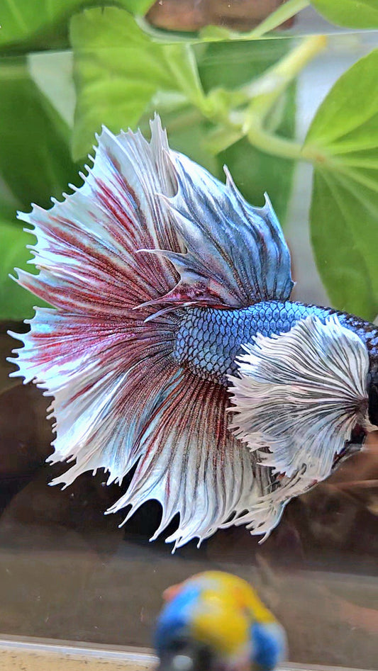 XL HALFSUN SUPER DUMBO EAR DARK BLUE WHITE BETTA FISH