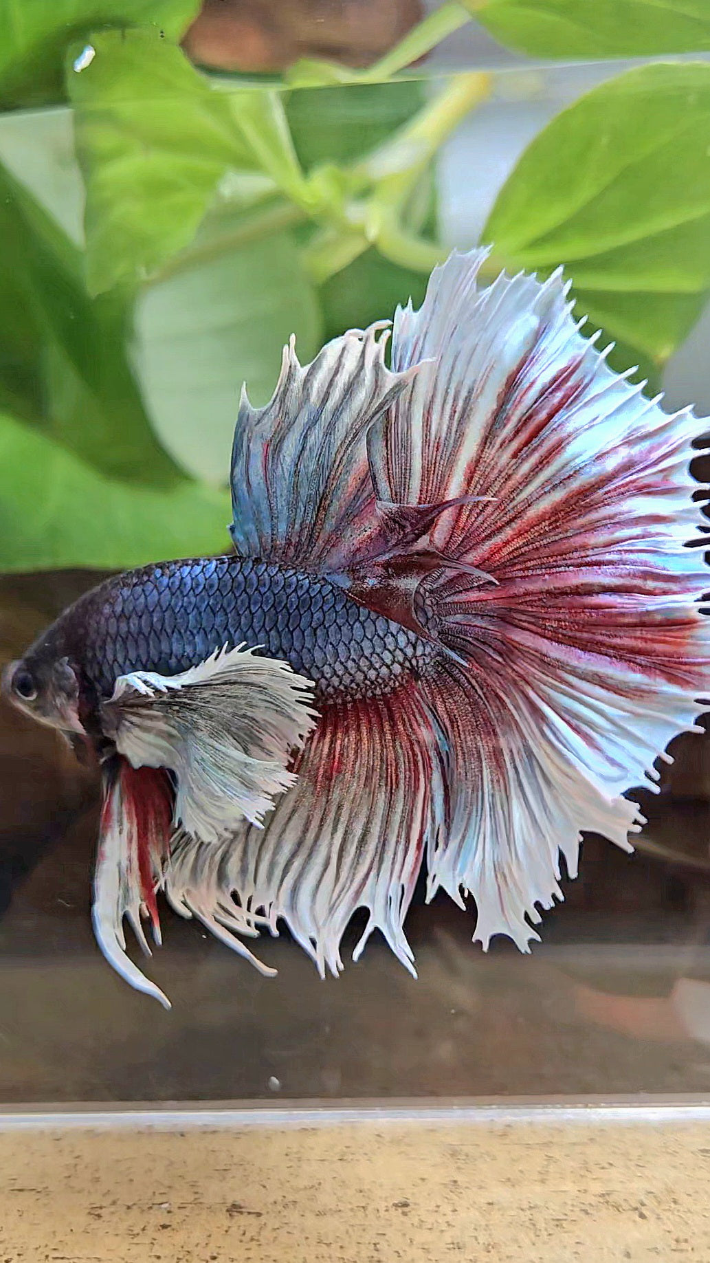 XL HALFSUN SUPER DUMBO EAR DARK BLUE WHITE BETTA FISH