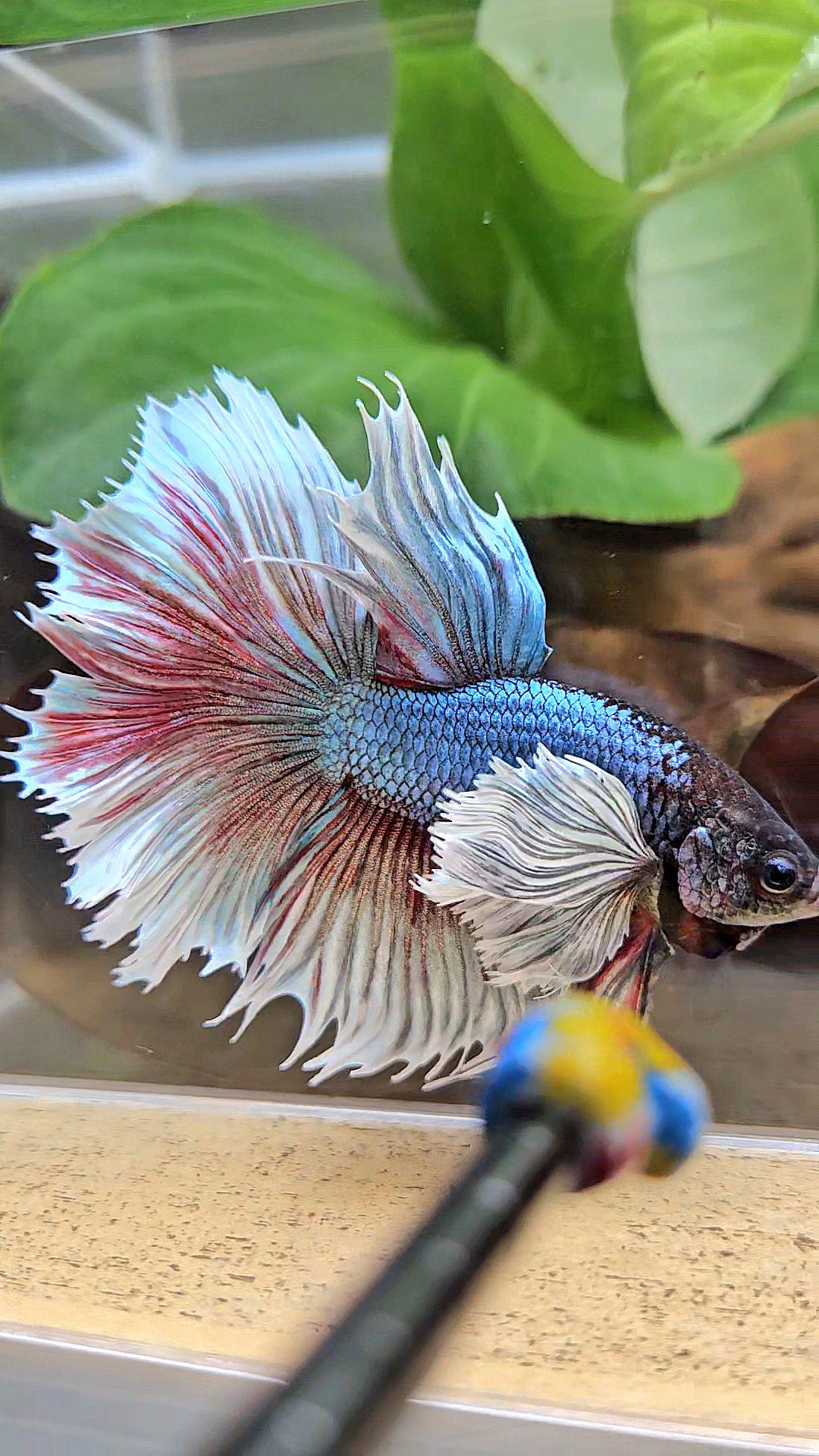 XL HALFSUN SUPER DUMBO EAR DARK BLUE WHITE BETTA FISH