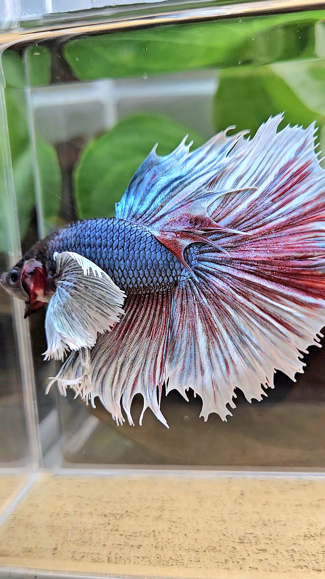 XL HALFSUN SUPER DUMBO EAR DARK BLUE WHITE BETTA FISH
