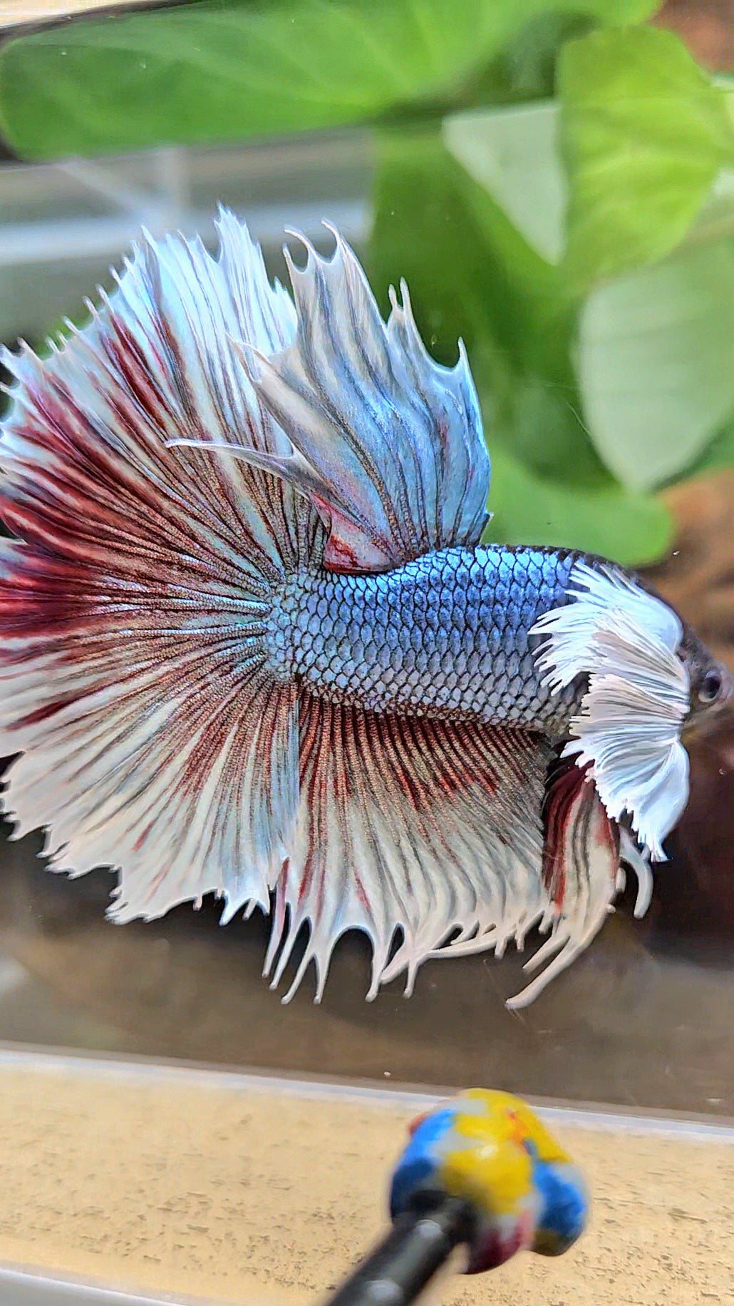XL HALFSUN SUPER DUMBO EAR DARK BLUE WHITE BETTA FISH