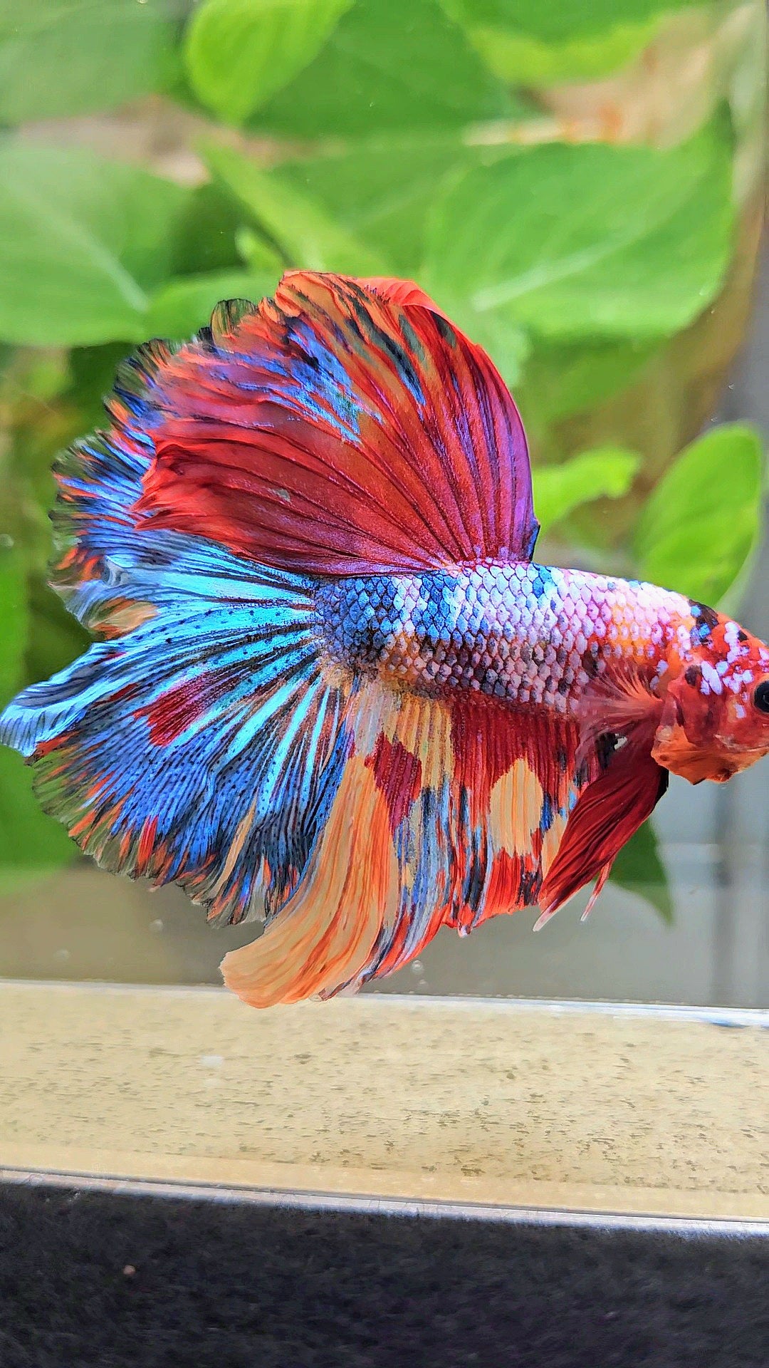HALFMOON ROSETAIL RAINBOW FANCY MULTICOLOR BETTA FISH