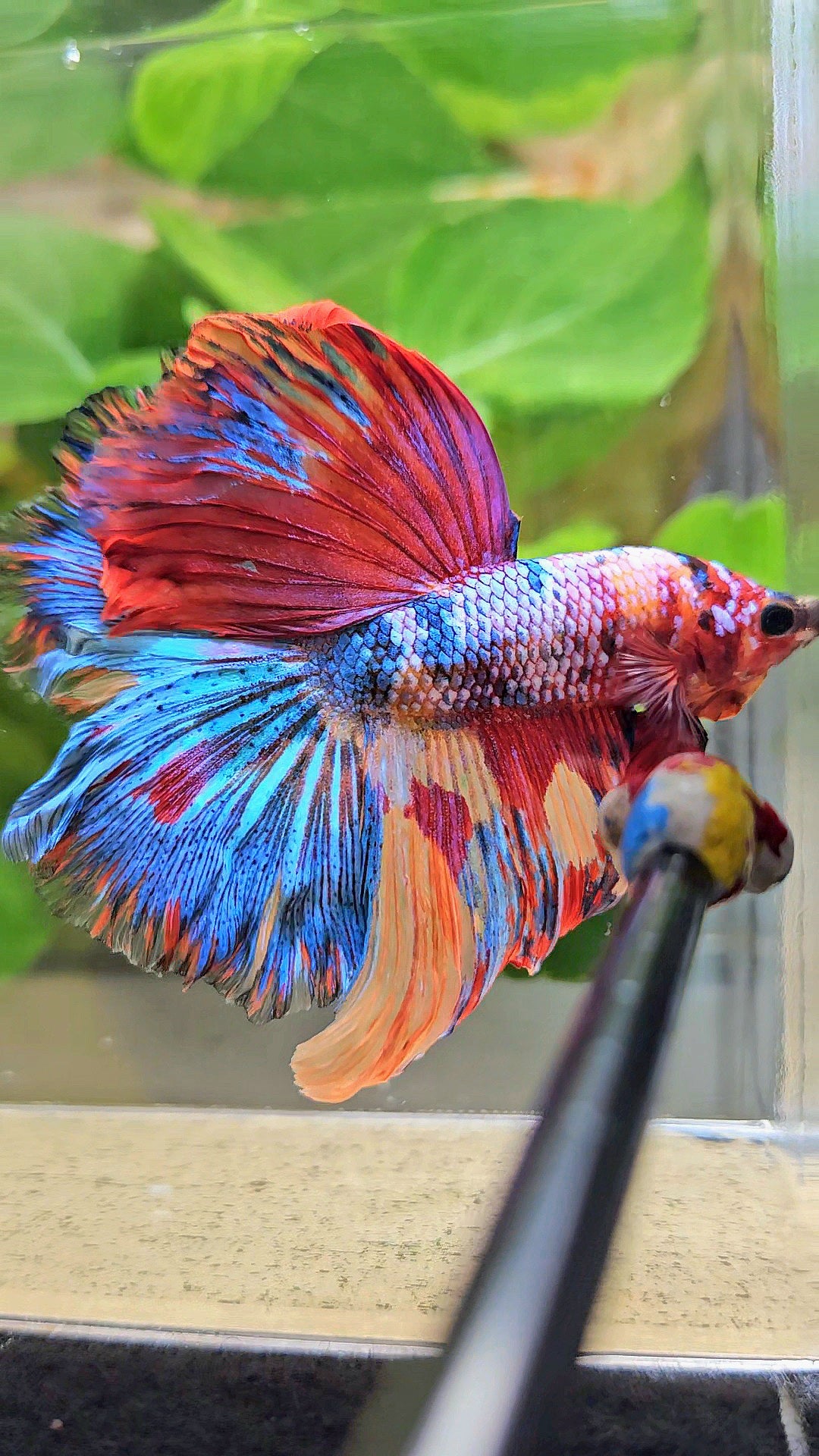 HALFMOON ROSETAIL RAINBOW FANCY MULTICOLOR BETTA FISH