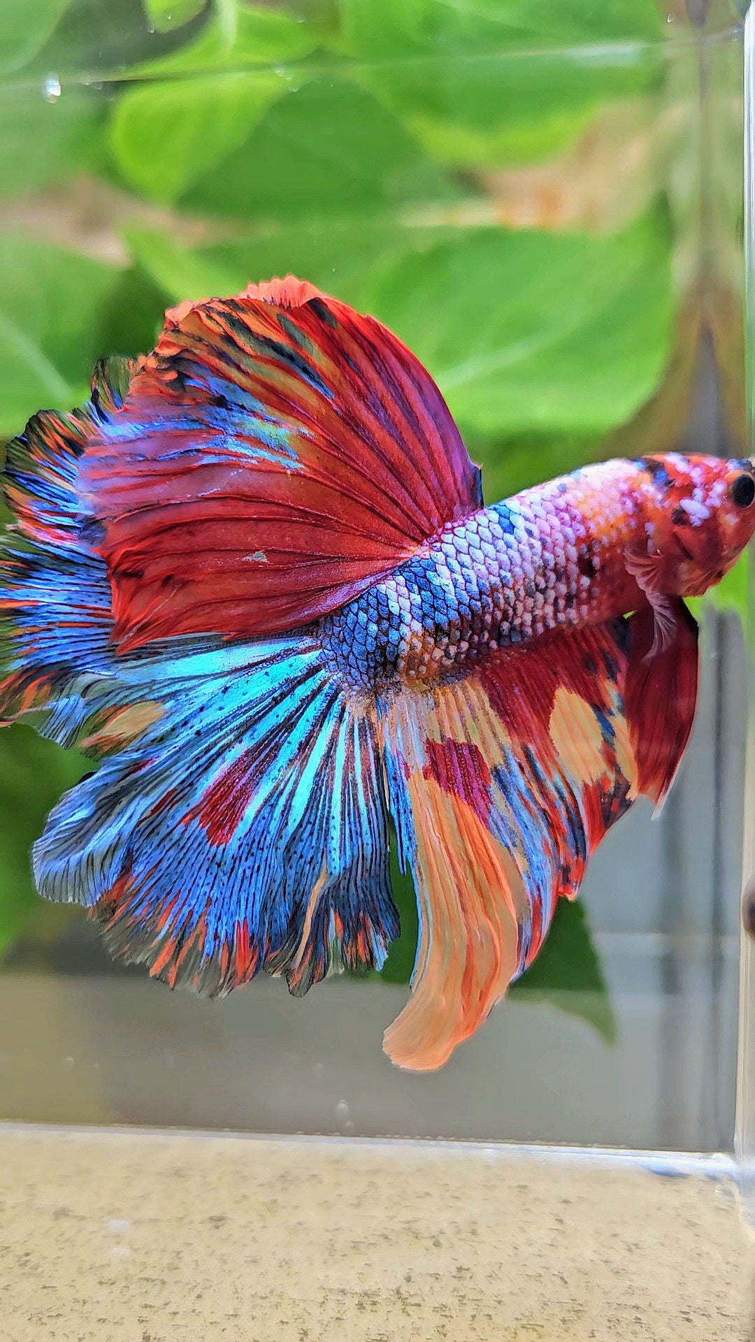 HALFMOON ROSETAIL RAINBOW FANCY MULTICOLOR BETTA FISH