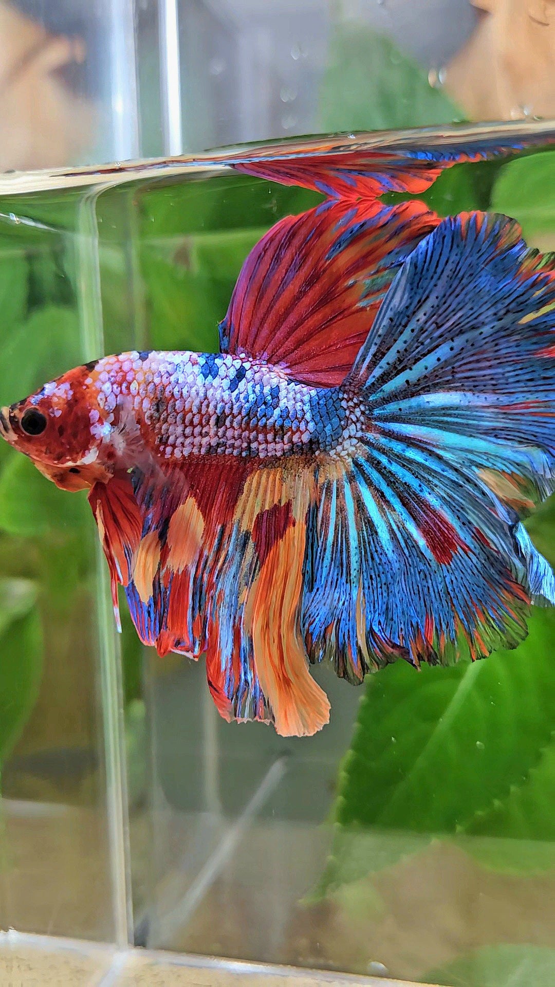 HALFMOON ROSETAIL RAINBOW FANCY MULTICOLOR BETTA FISH