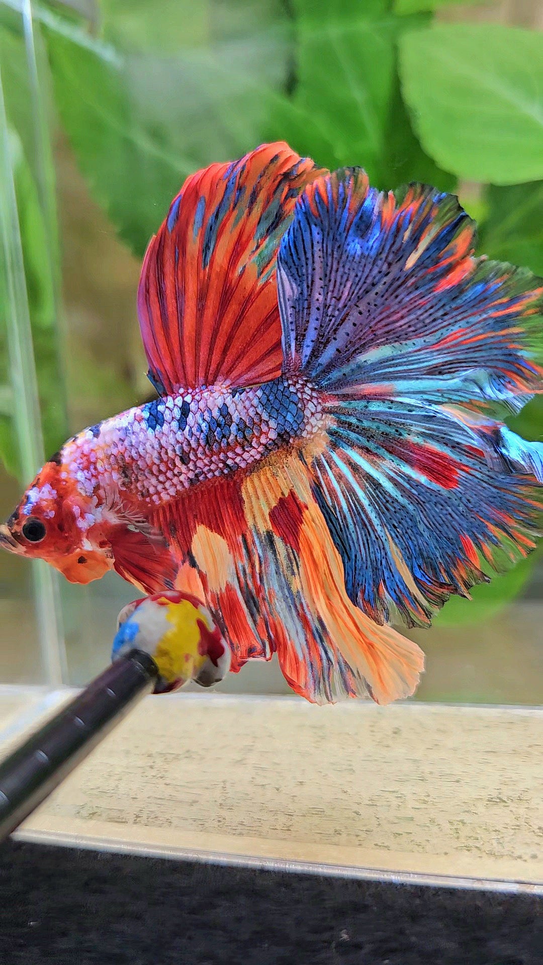 HALFMOON ROSETAIL RAINBOW FANCY MULTICOLOR BETTA FISH