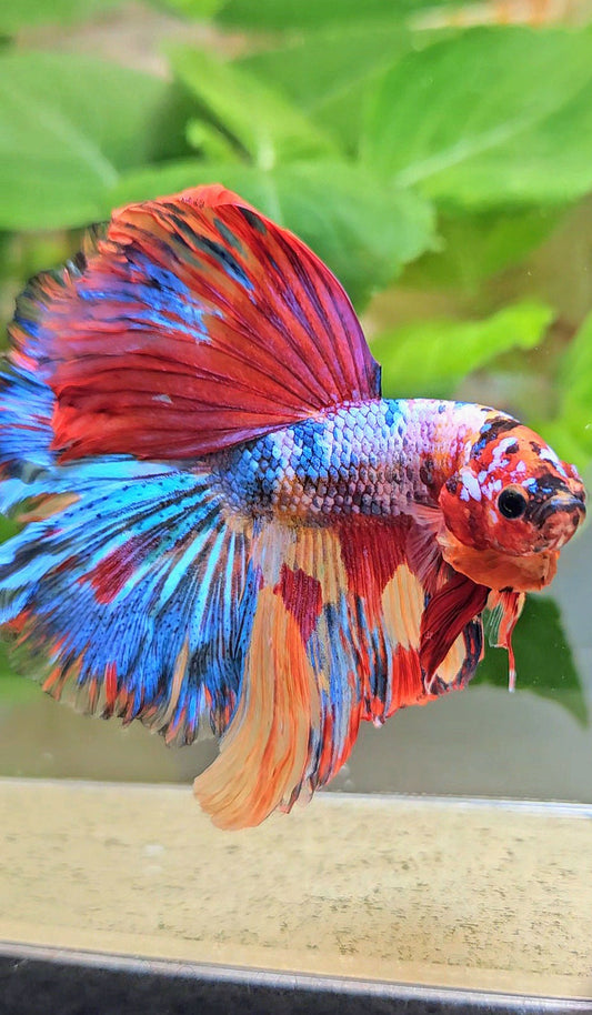 HALFMOON ROSETAIL RAINBOW FANCY MULTICOLOR BETTA FISH