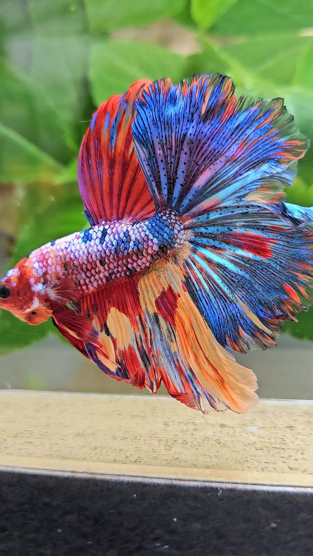 HALFMOON ROSETAIL RAINBOW FANCY MULTICOLOR BETTA FISH