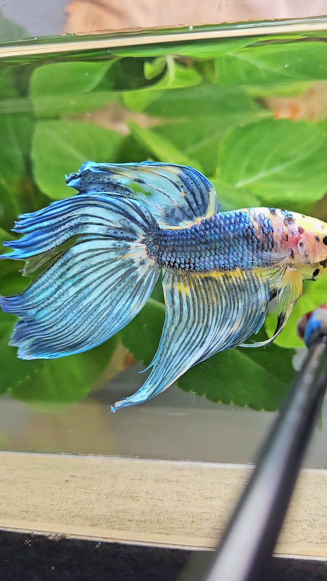 VEILTAIL DELTA YELLOW BLUE FANCY MULTICOLOR BETTA FISH