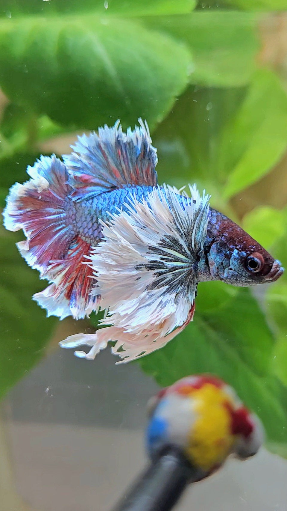 LUXURY KING PLAKAT ROSETAIL SUPER DUMBO EAR TURQUOISE BETTA FISH