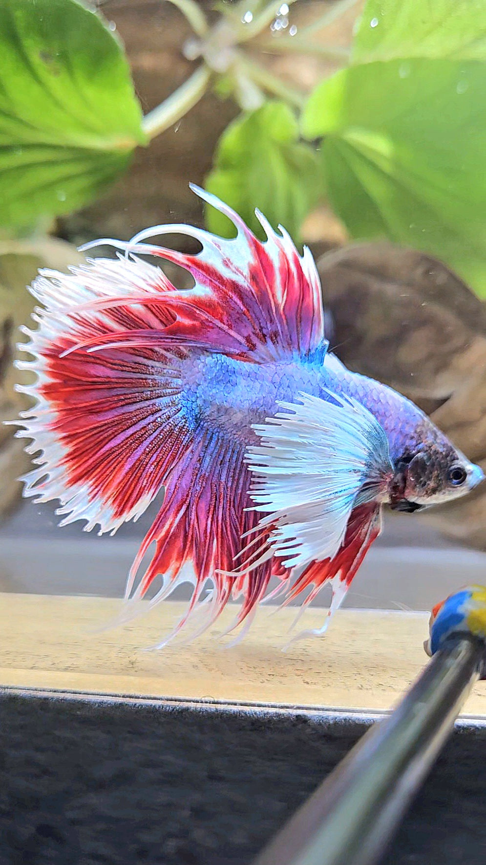 CROWNTAIL DUMBO EAR RED MASCOT BETTA FISH
