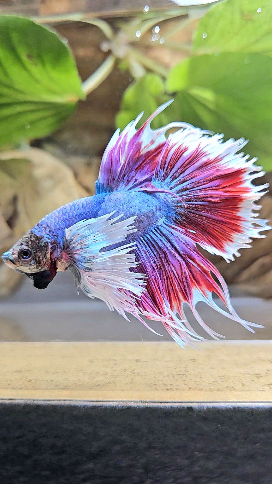 CROWNTAIL DUMBO EAR RED MASCOT BETTA FISH