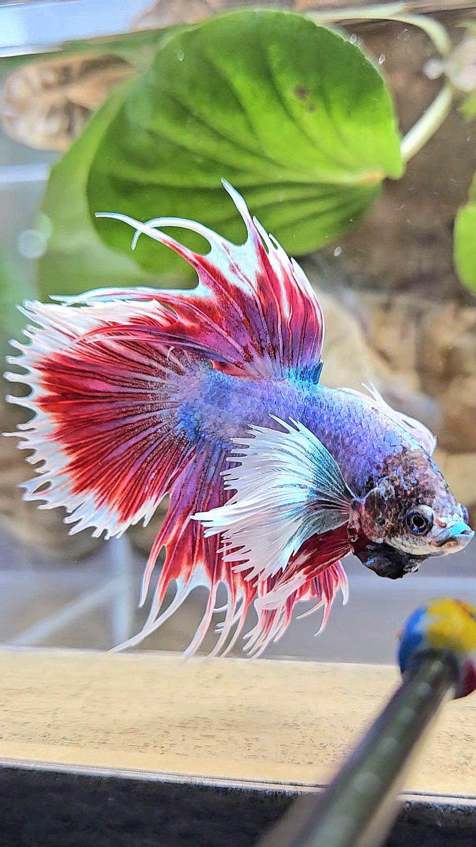 CROWNTAIL DUMBO EAR RED MASCOT BETTA FISH