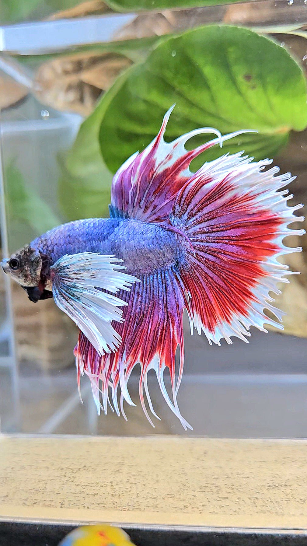 CROWNTAIL DUMBO EAR RED MASCOT BETTA FISH